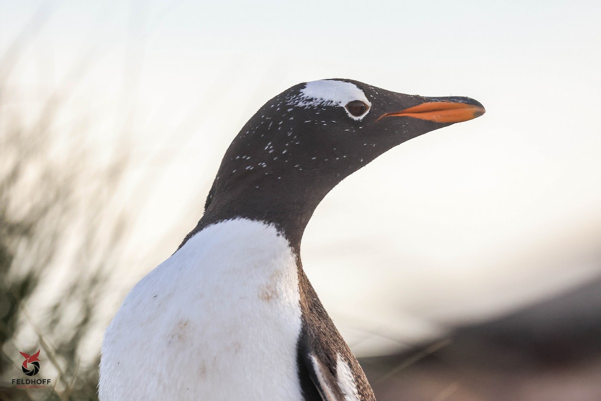 Gentoo Penguin - ML639343178