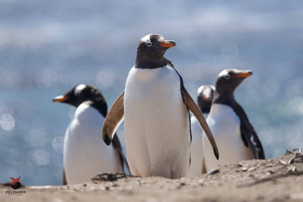 Gentoo Penguin - ML639343180