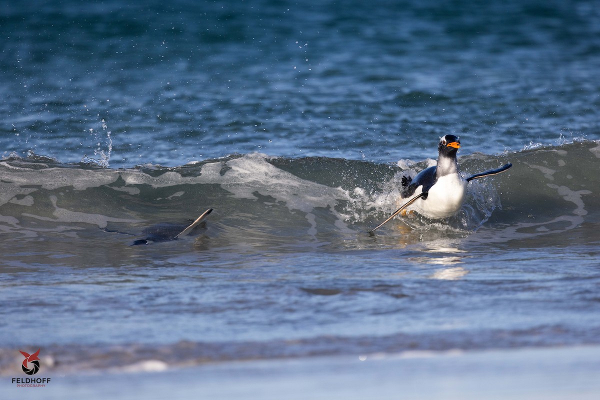 Gentoo Penguin - ML639343181