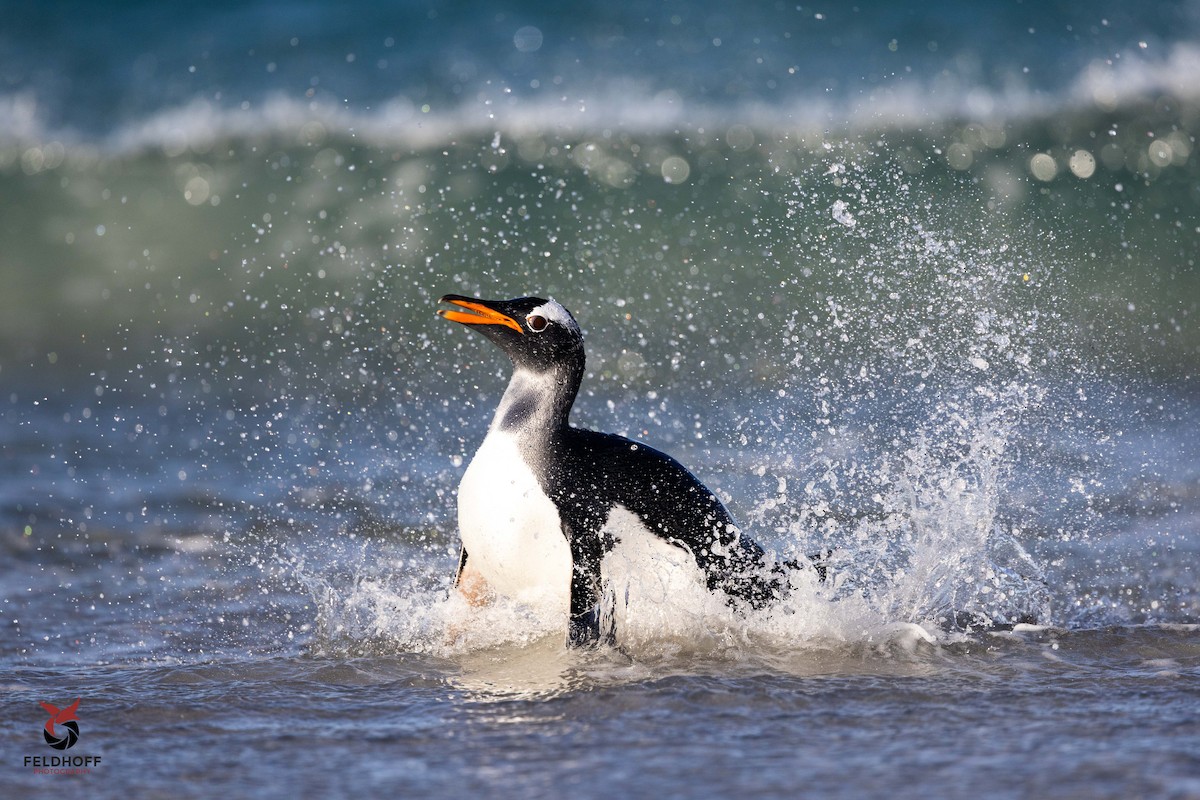 Gentoo Penguin - ML639343184