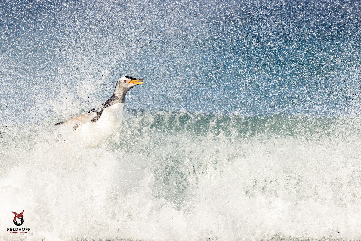 Gentoo Penguin - ML639343185