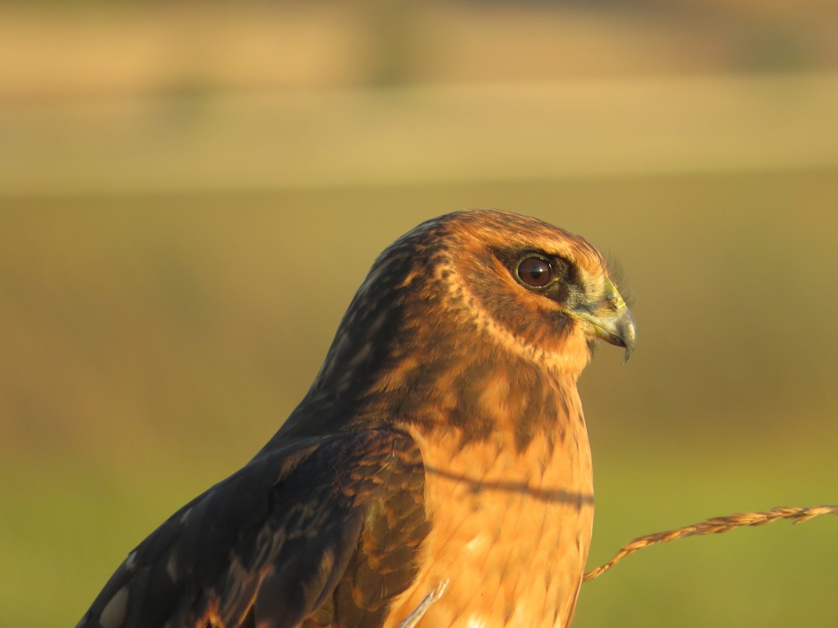 Northern Harrier - ML639343199