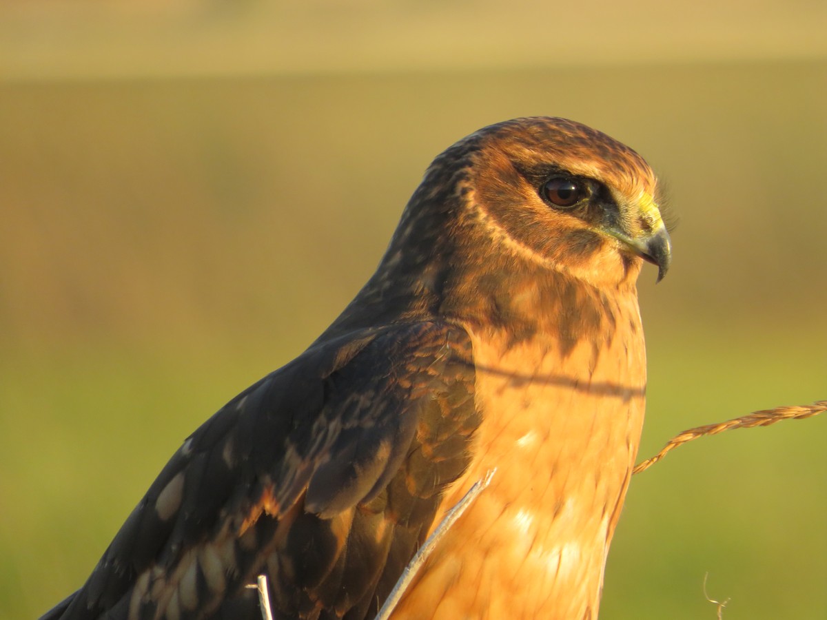 Northern Harrier - ML639343200