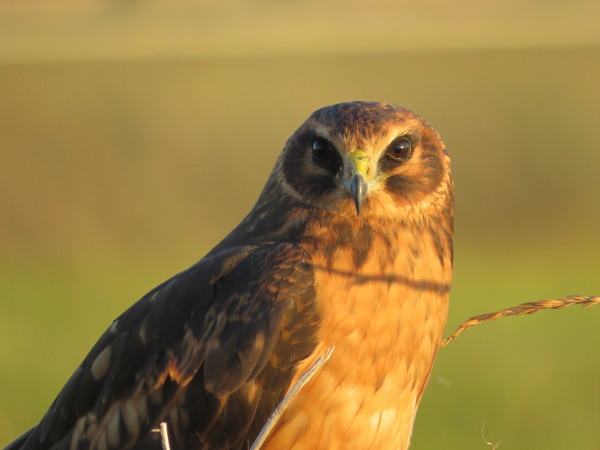 Northern Harrier - ML639343201