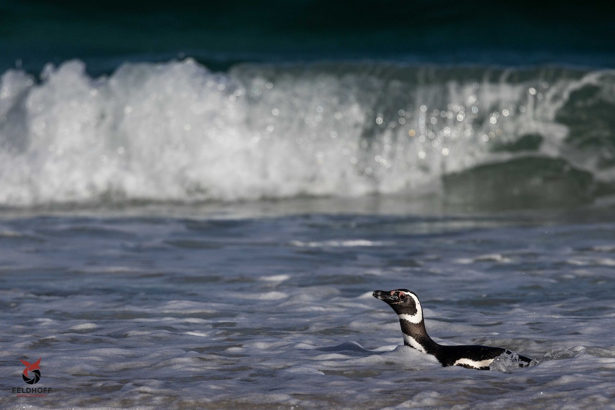 Magellanic Penguin - ML639343204