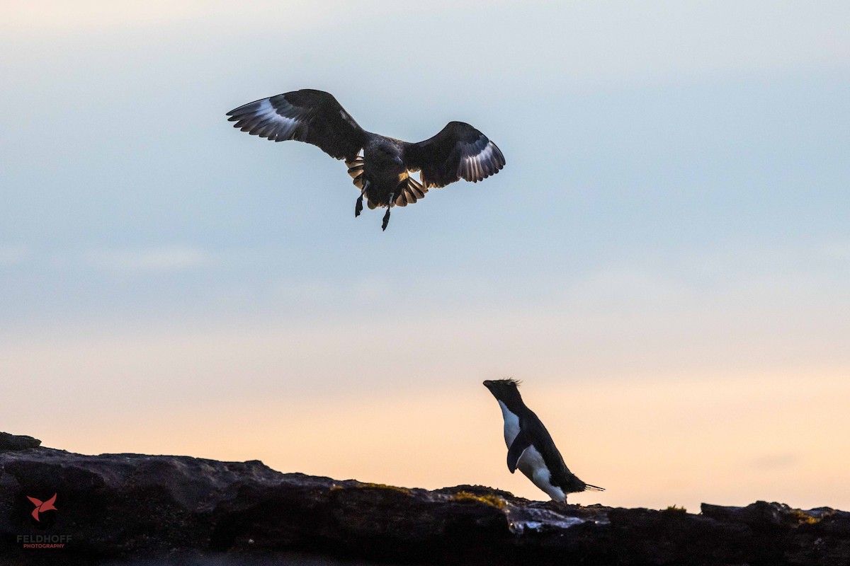 Brown Skua - ML639343206