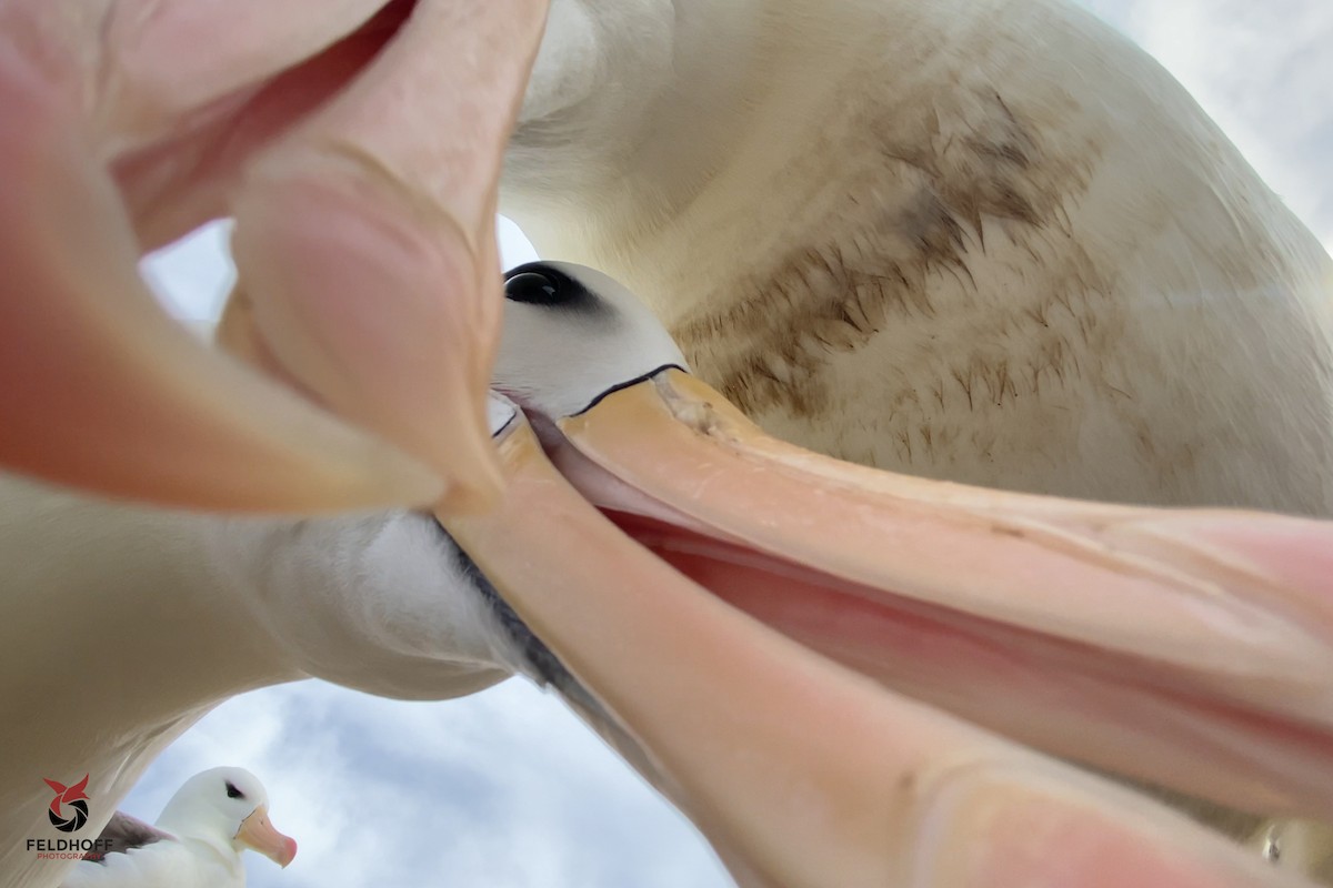 Black-browed Albatross - ML639343230