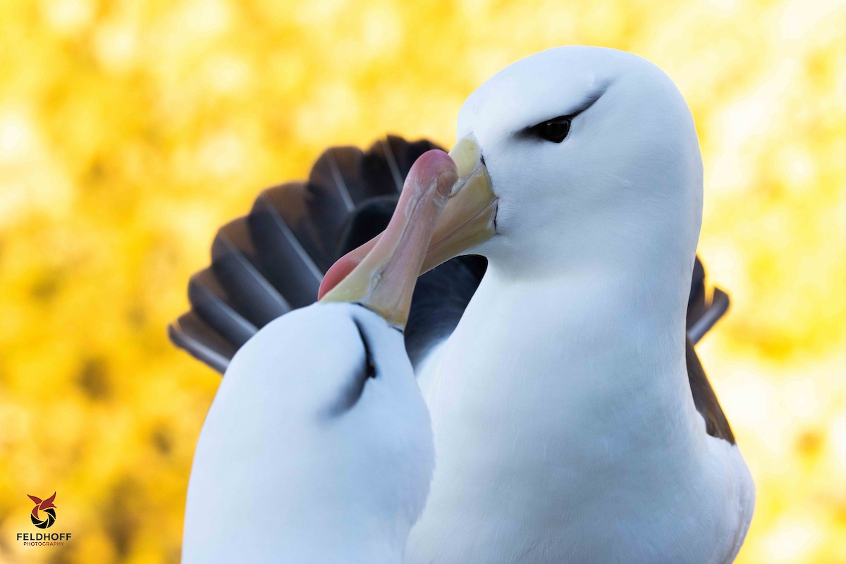 Black-browed Albatross - ML639343231