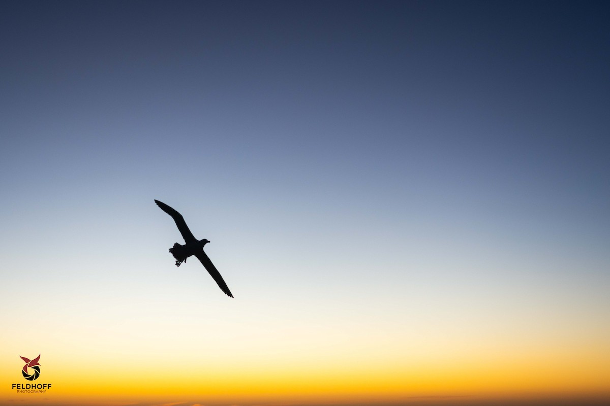 Black-browed Albatross - ML639343232