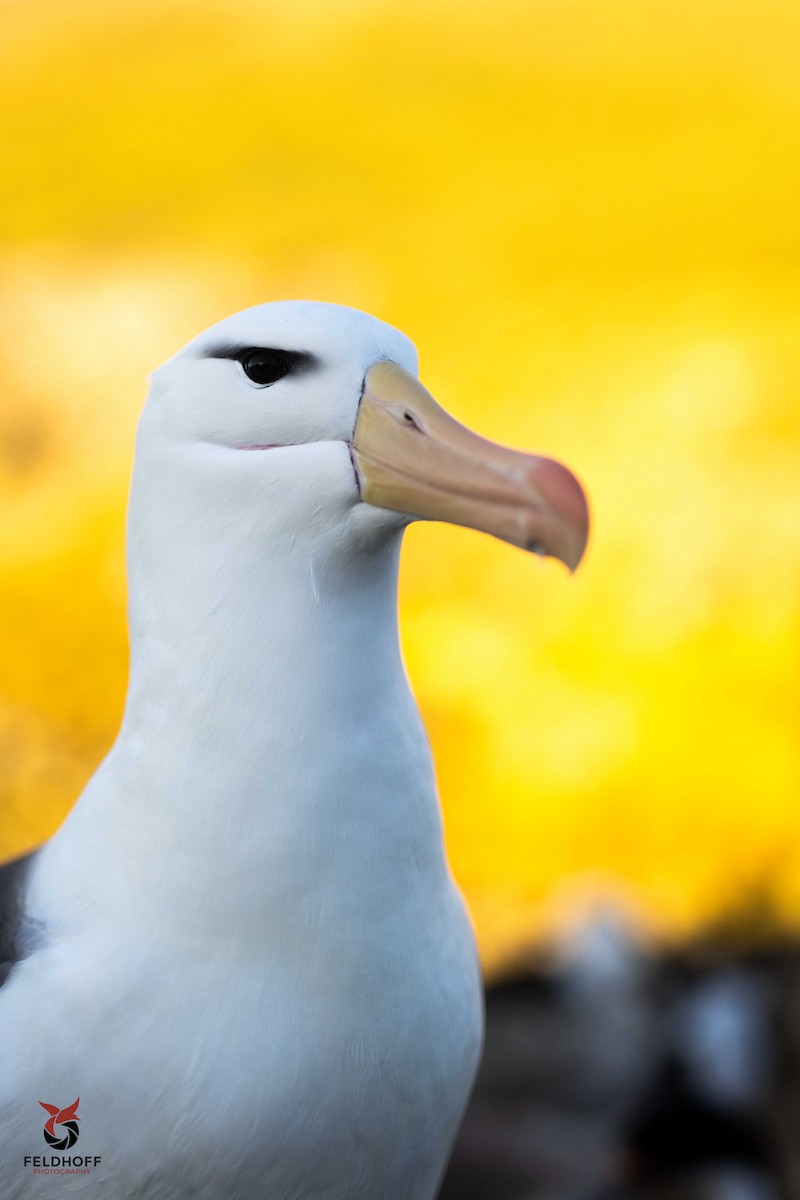 Black-browed Albatross - ML639343233