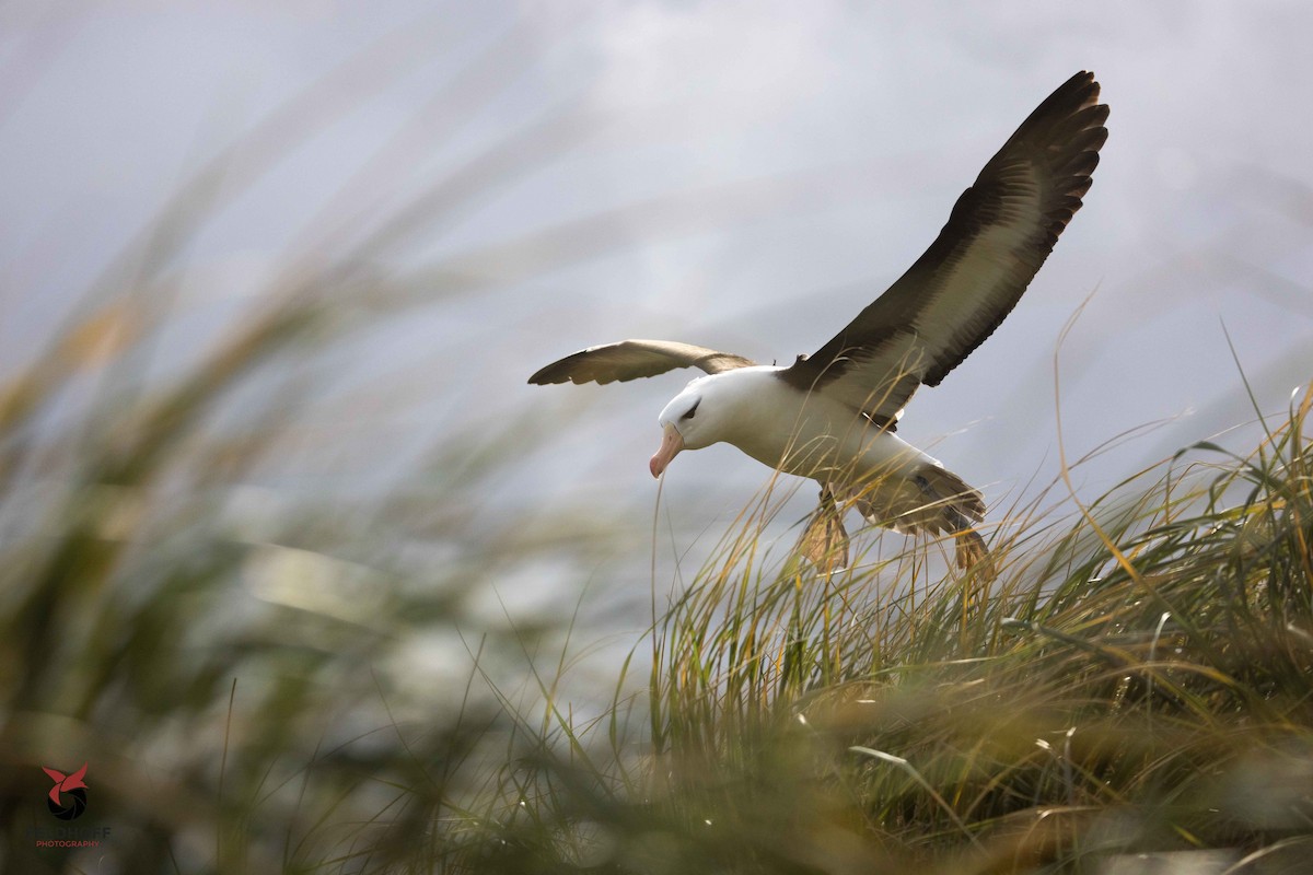 Black-browed Albatross - ML639343234