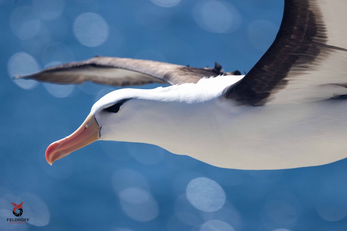 Black-browed Albatross - ML639343235
