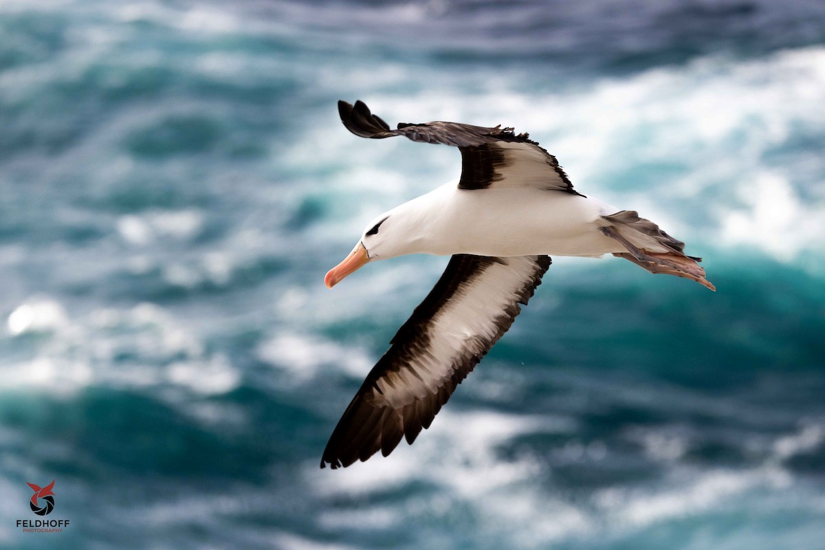Black-browed Albatross - ML639343236