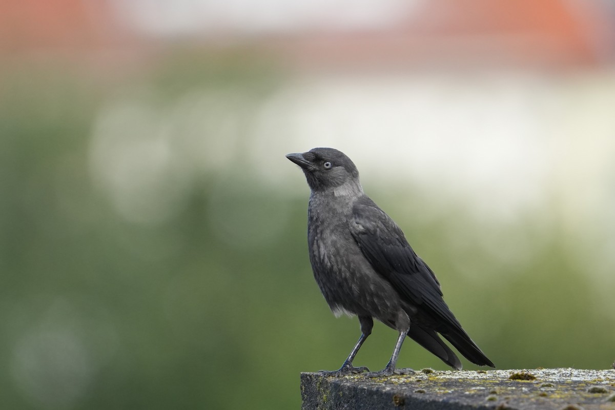 Eurasian Jackdaw - ML639343259
