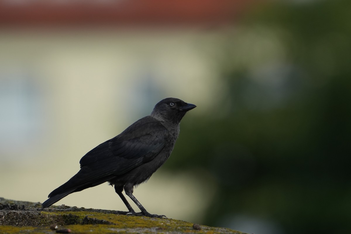 Eurasian Jackdaw - ML639343269