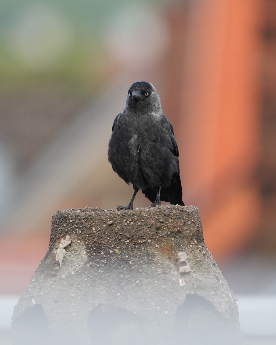 Eurasian Jackdaw - ML639343273