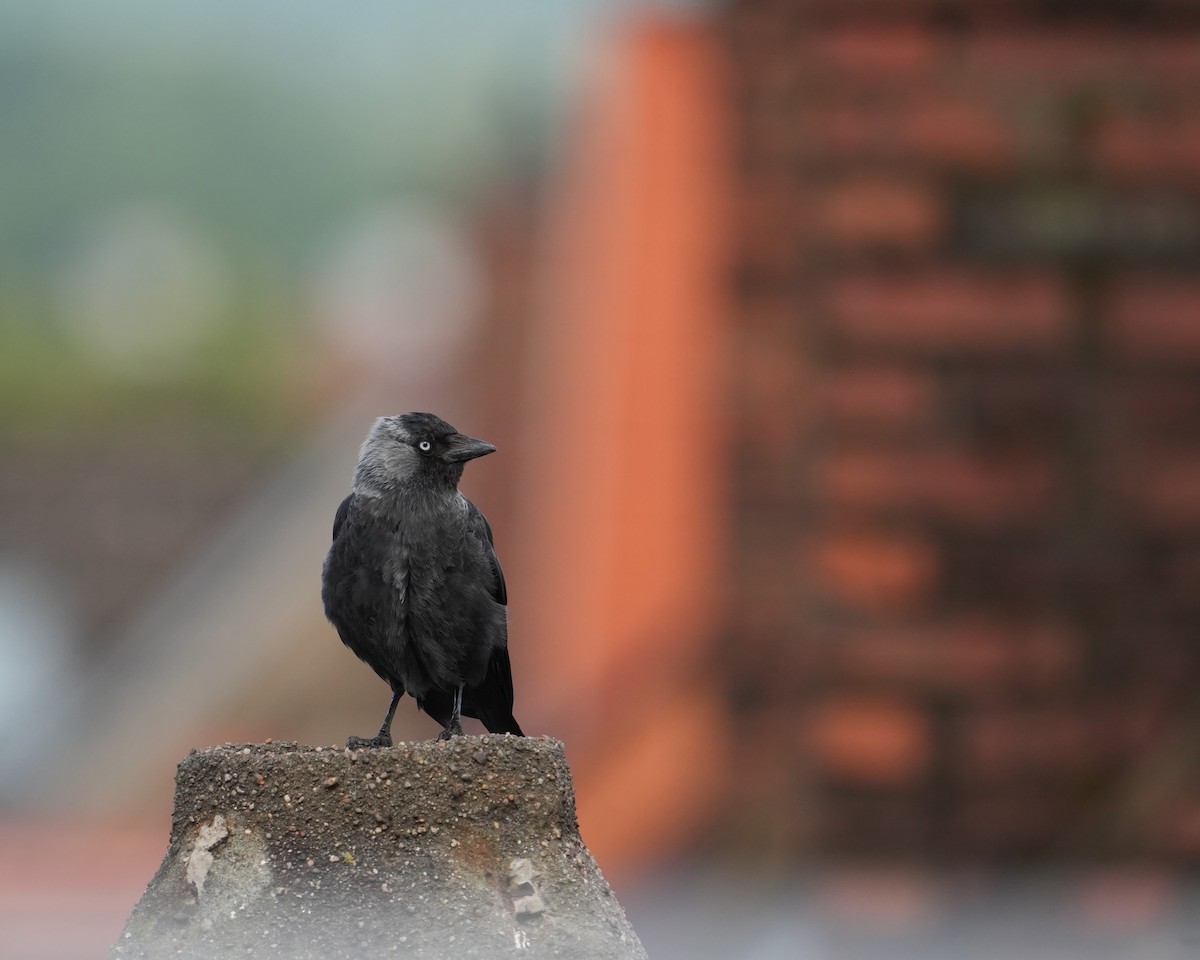 Eurasian Jackdaw - ML639343281