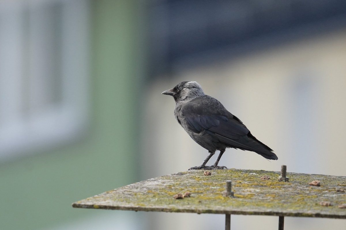 Eurasian Jackdaw - ML639343288