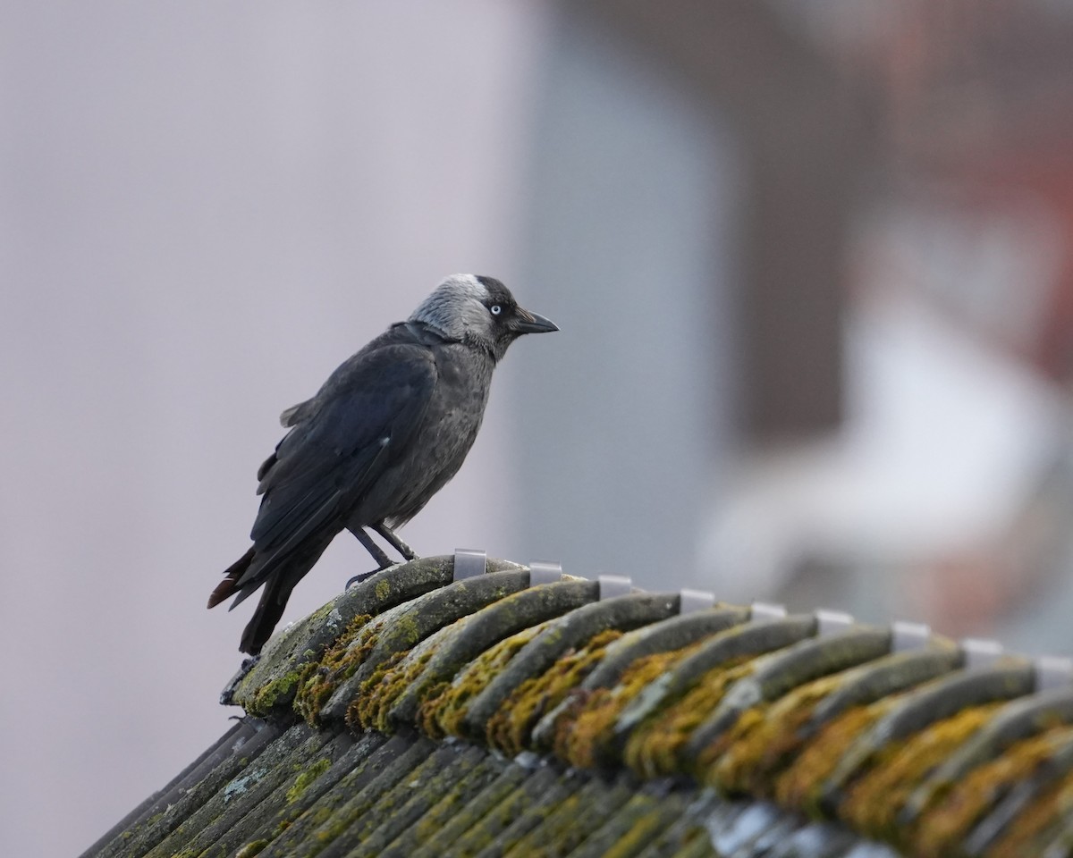 Eurasian Jackdaw - ML639343289