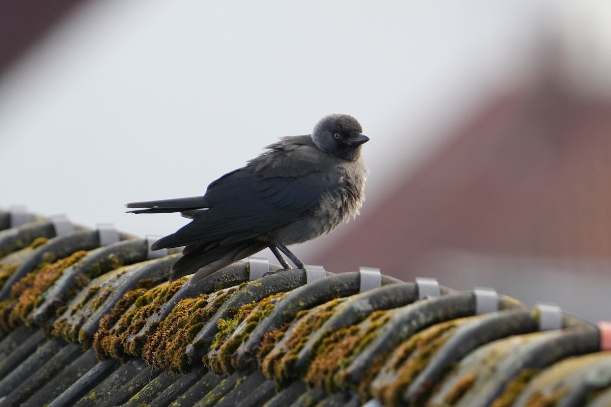 Eurasian Jackdaw - ML639343291