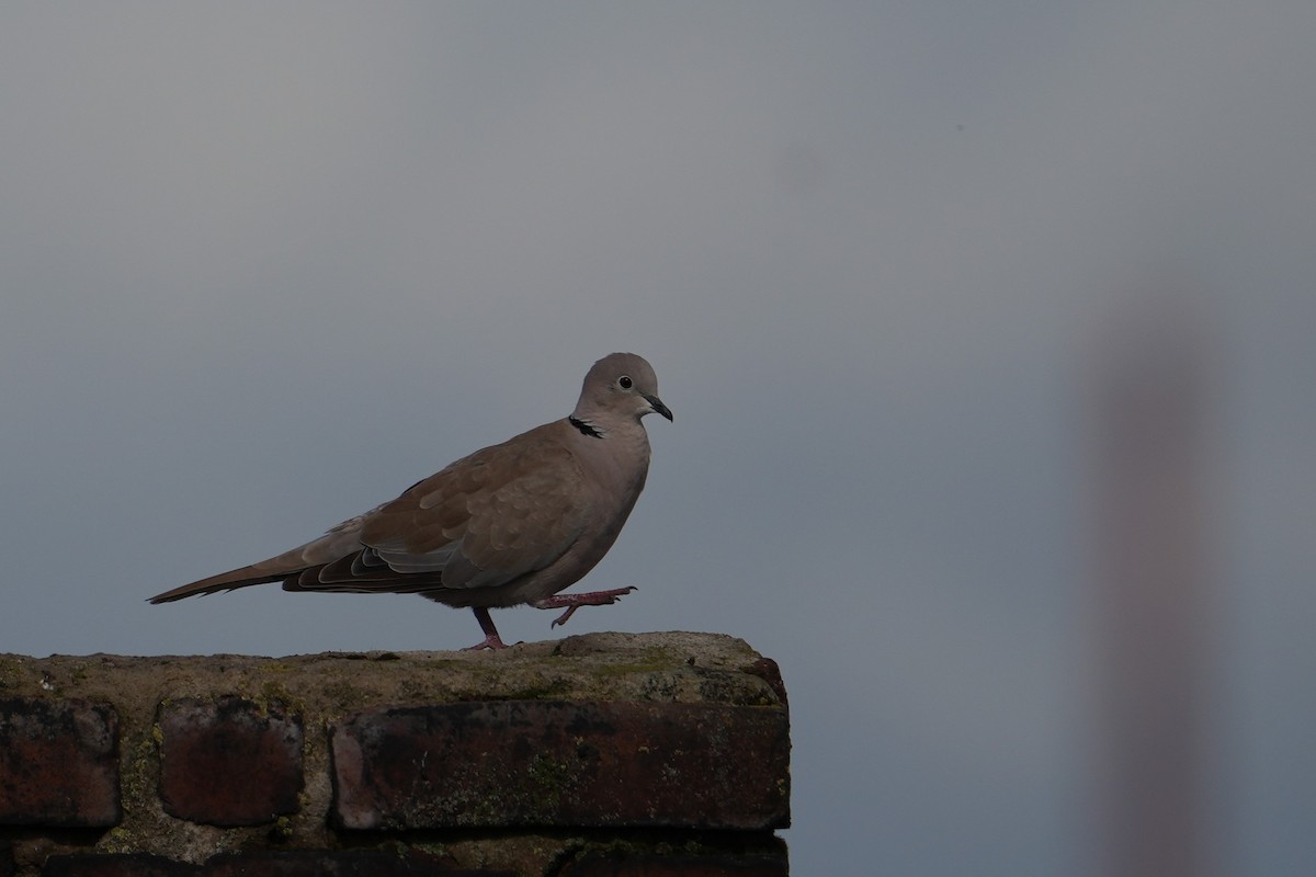 Eurasian Collared-Dove - ML639343298