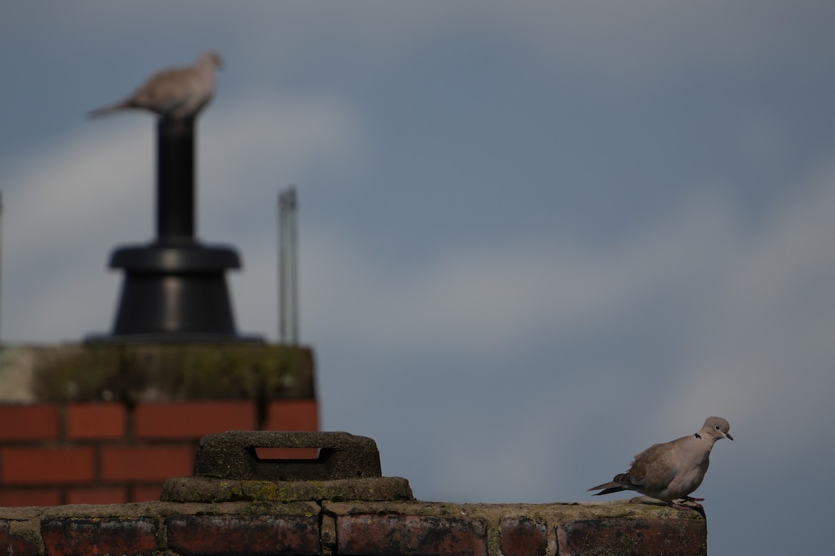 Eurasian Collared-Dove - ML639343302