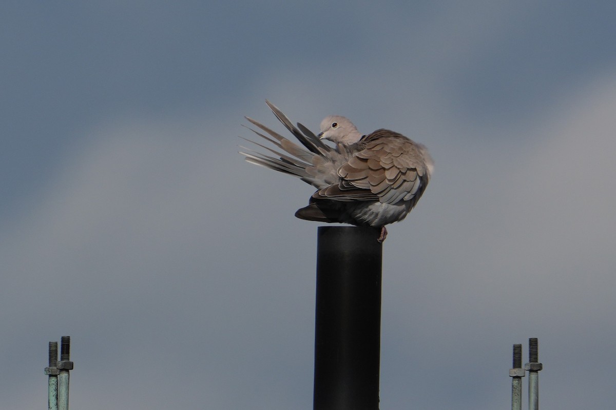 Eurasian Collared-Dove - ML639343304