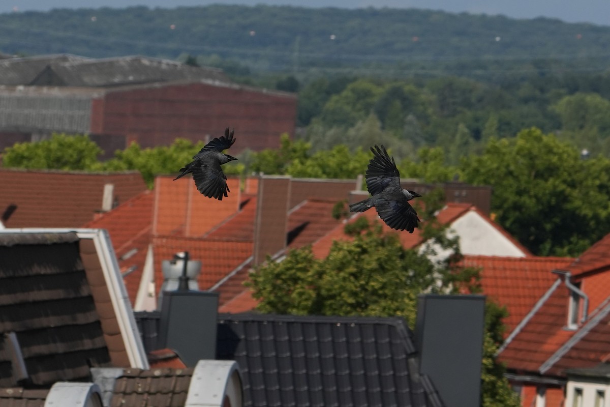 Eurasian Jackdaw - ML639343429