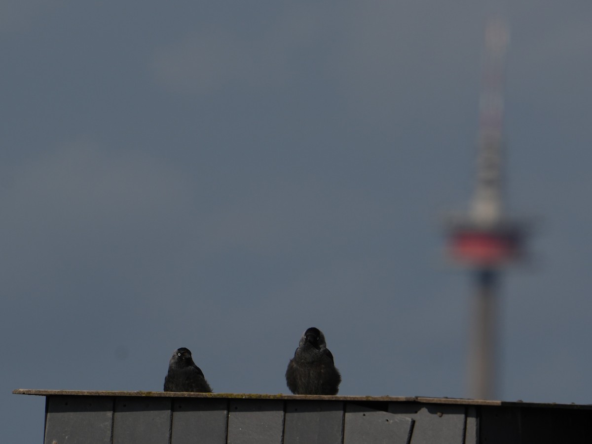 Eurasian Jackdaw - ML639343431