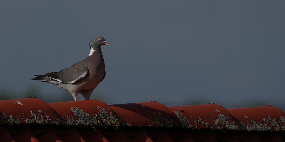 Ойн тагтаа - ML639343433