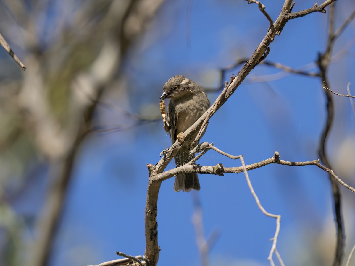 Brown-headed Honeyeater - ML639343483