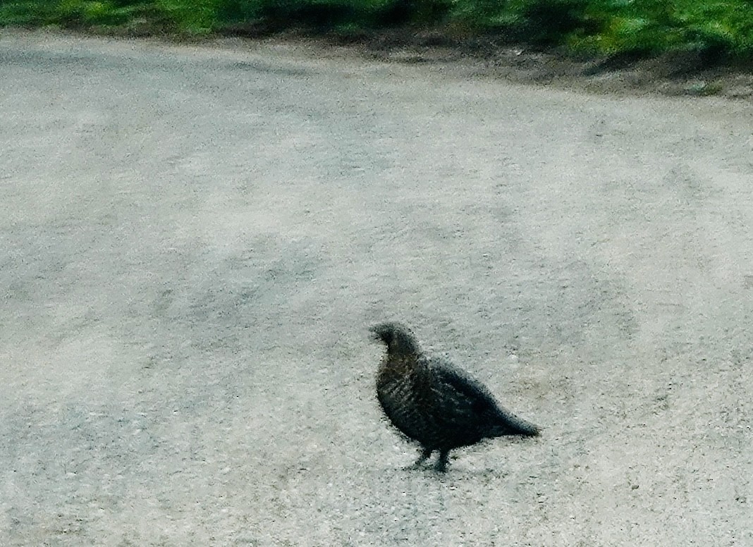 Spruce Grouse - ML639343490