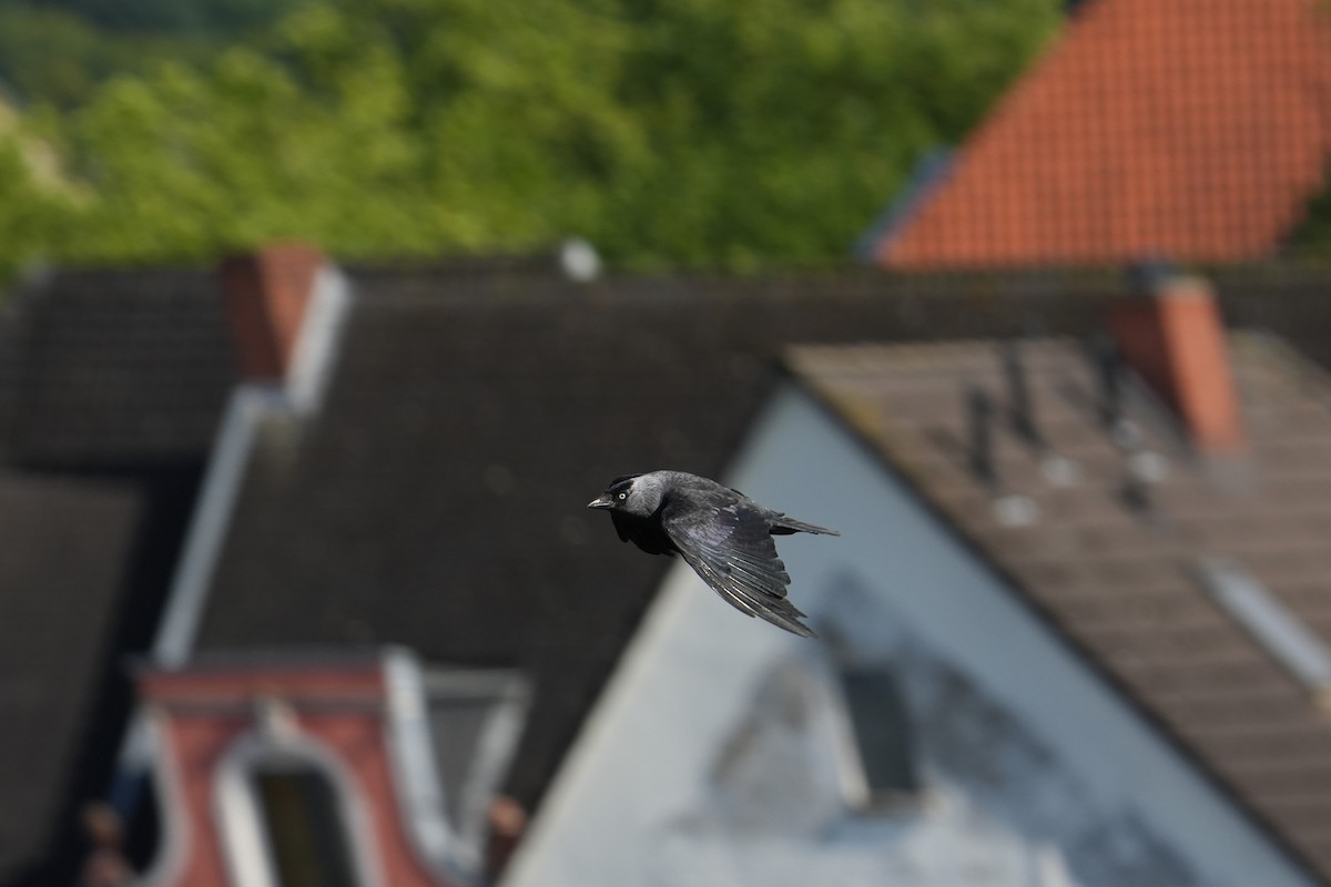 Eurasian Jackdaw - ML639343519