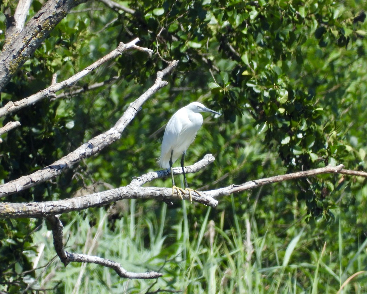 Little Egret - ML639343552