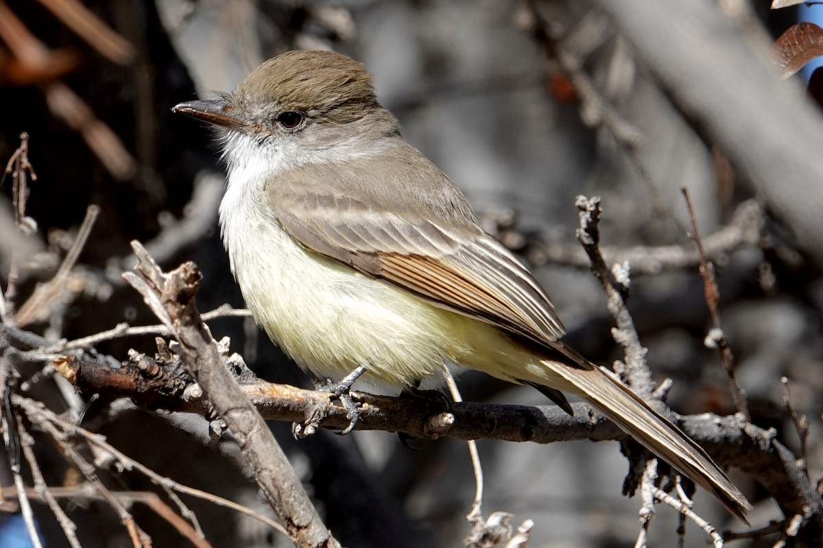 Nutting's Flycatcher - ML639343570