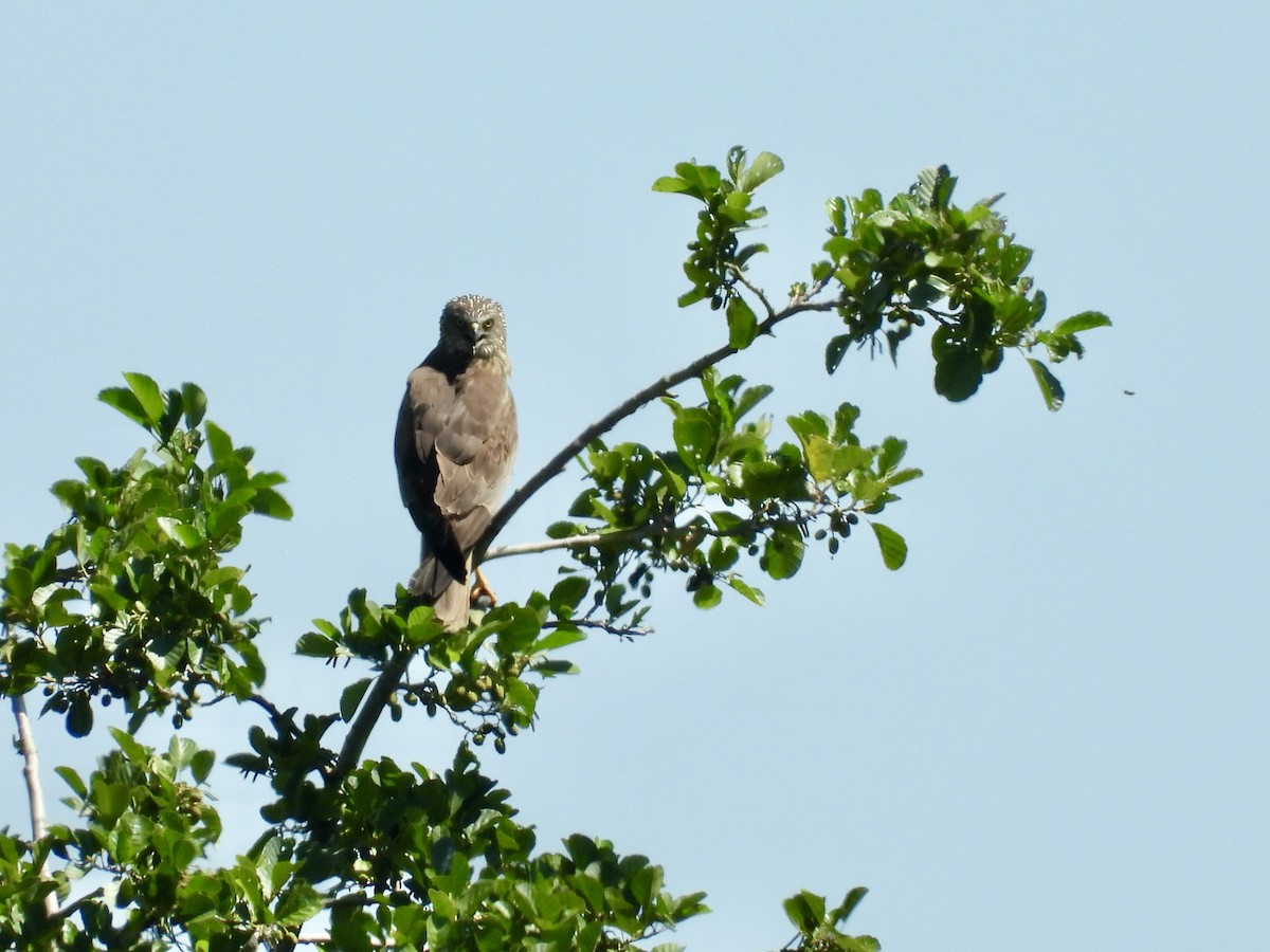 Western Marsh Harrier - ML639343574