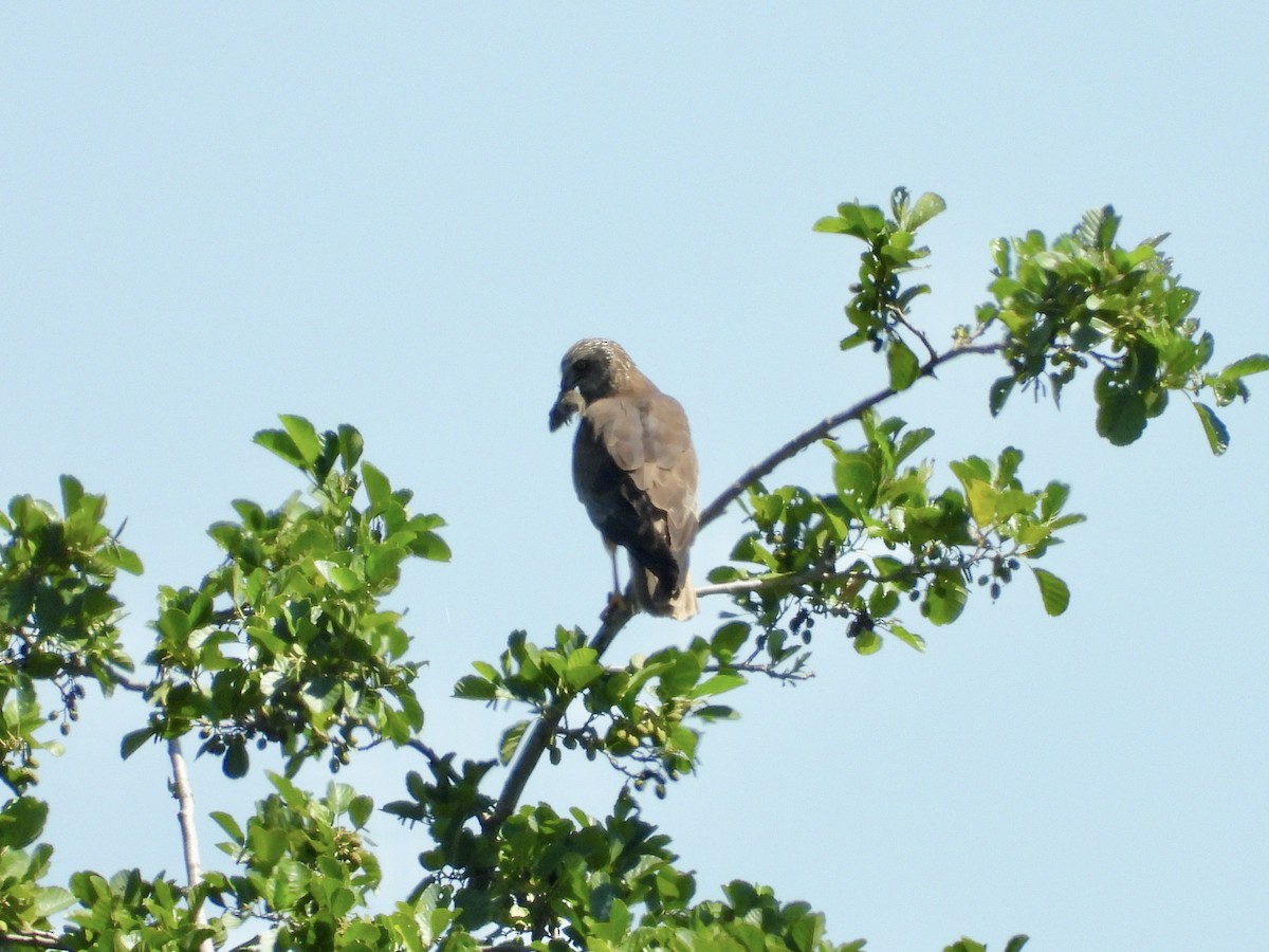 Western Marsh Harrier - ML639343575
