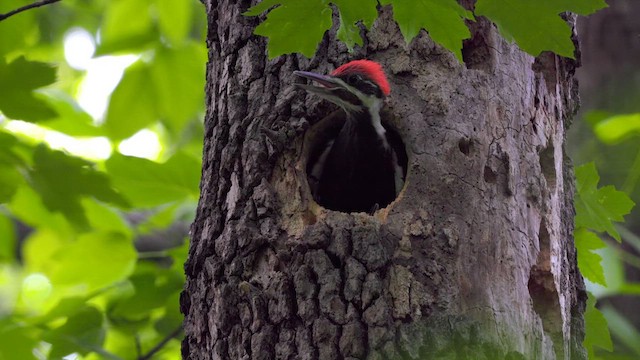 Pileated Woodpecker - ML639343639