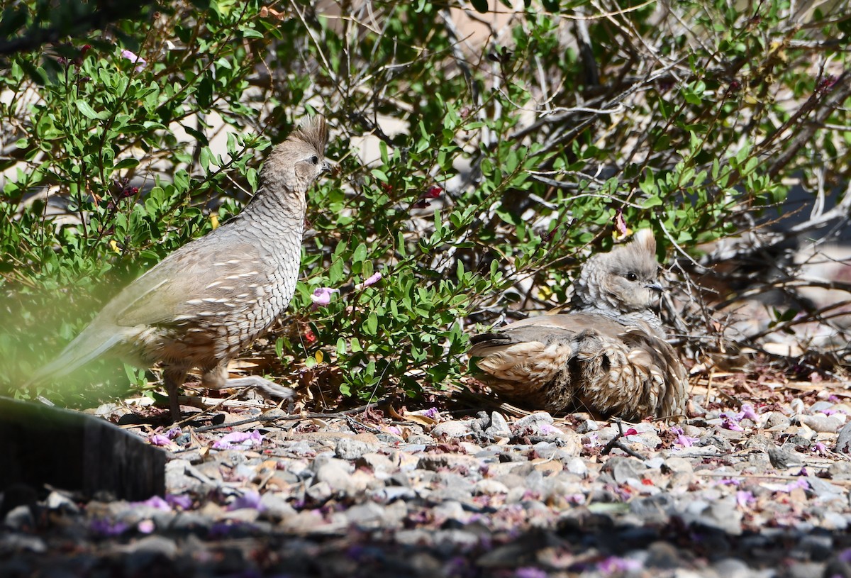 Scaled Quail - ML639343701