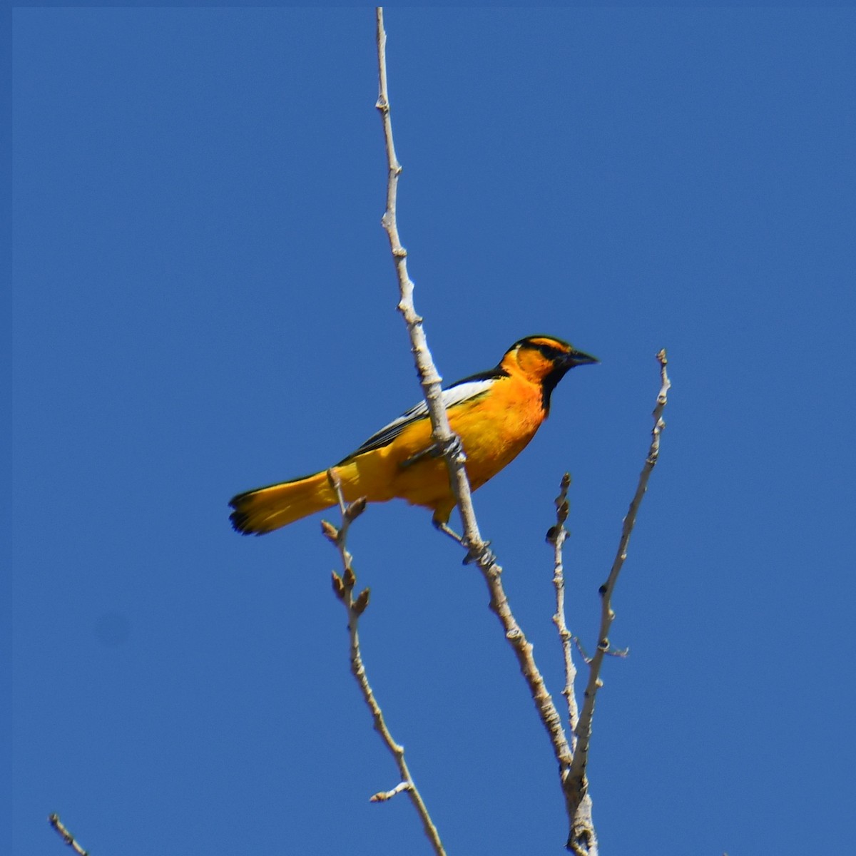 Bullock's Oriole - ML639343708