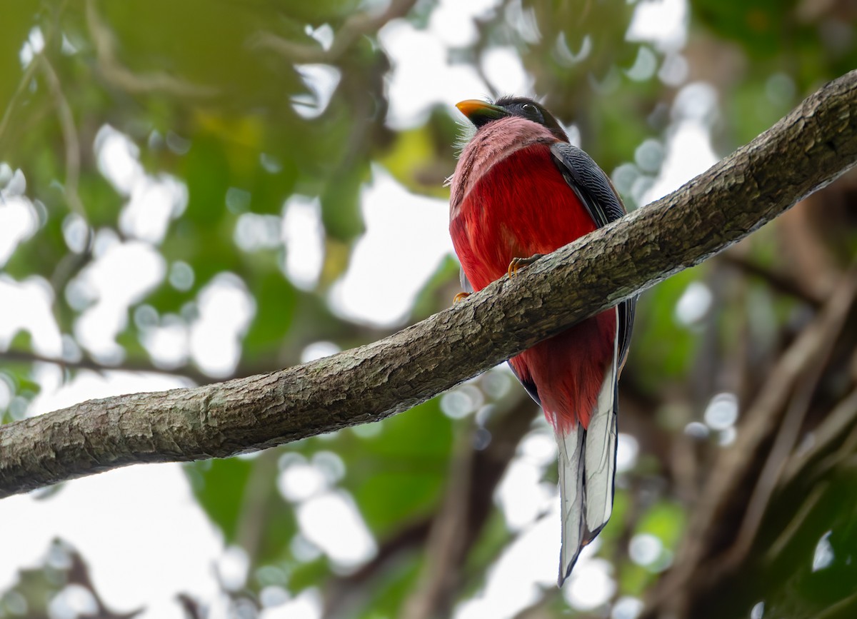 Philippine Trogon - ML639343715
