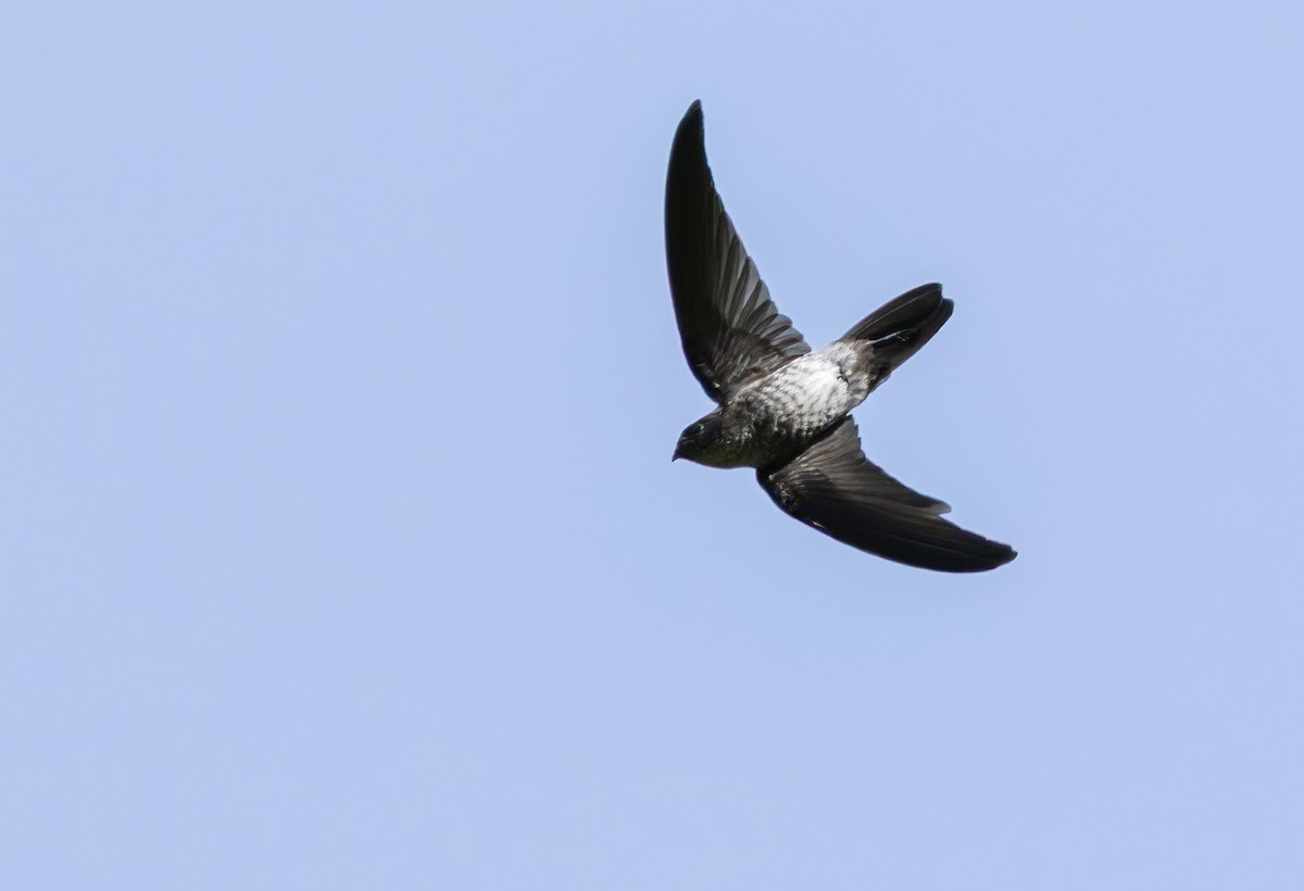 コビトアナツバメ - ML639343727