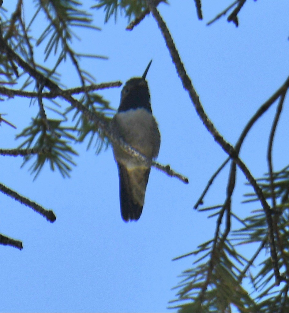Broad-tailed Hummingbird - ML639343728