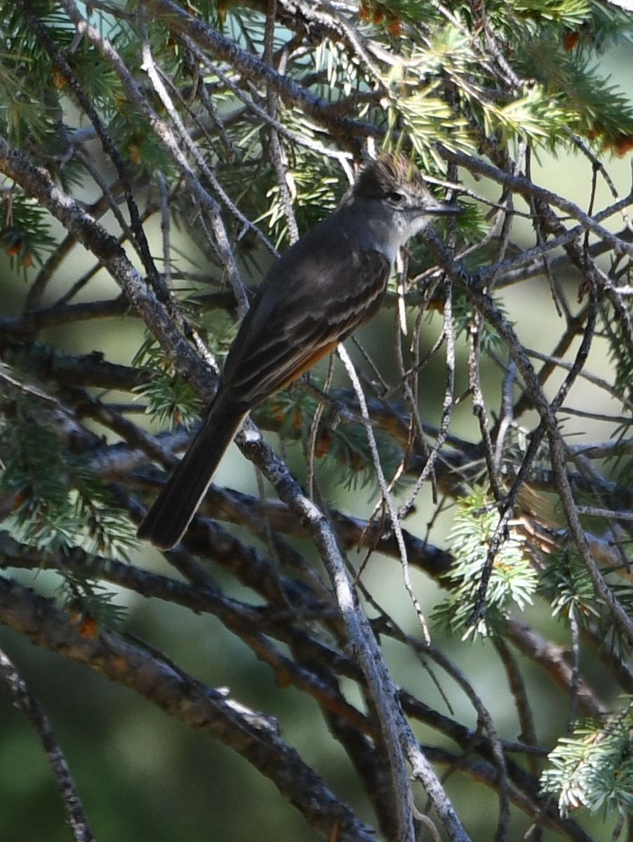 Ash-throated Flycatcher - ML639343737