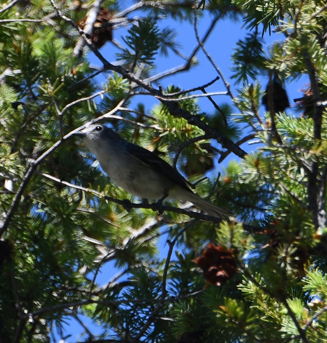Plumbeous Vireo - ML639343740