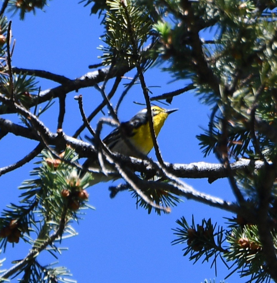 Grace's Warbler - ML639343746