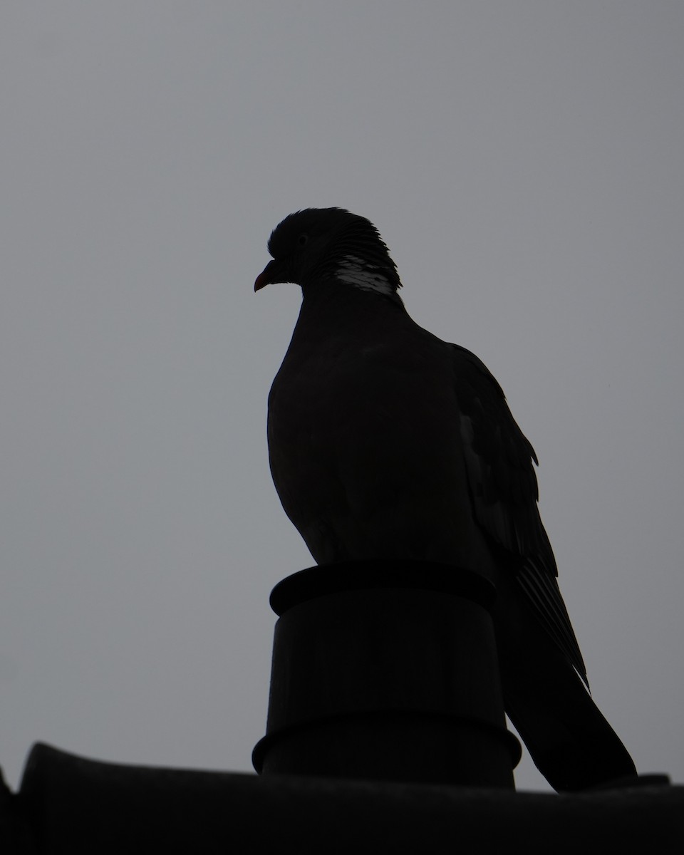 Ойн тагтаа - ML639343768