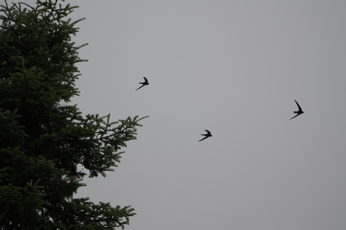 Common Swift - ML639343771