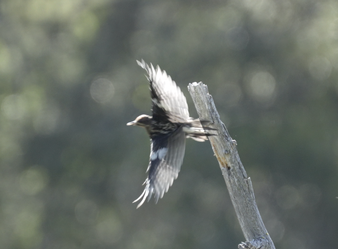Red-naped Sapsucker - ML639343804