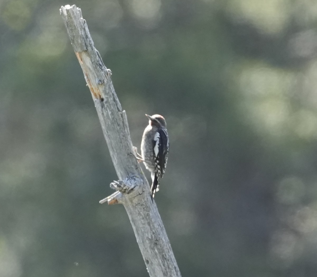 Red-naped Sapsucker - ML639343817
